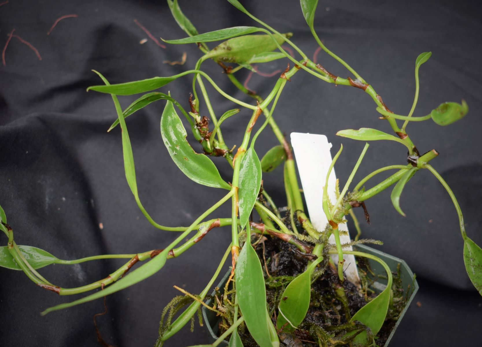 Philodendron mini midget | Pine Ridge Exotics