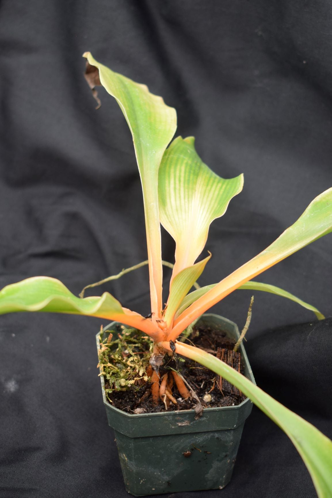 Chlorophytum orchidastrum 'fire flash' | Pine Ridge Exotics